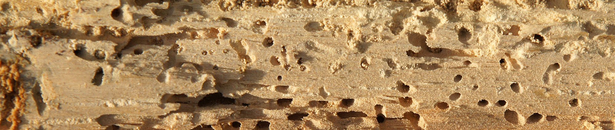 Photo of Woodworm